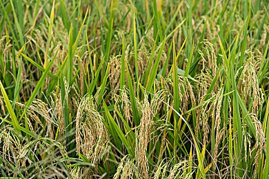 美女直播屁眼：直播丑闻风波再起，行业规范亟待重塑-1