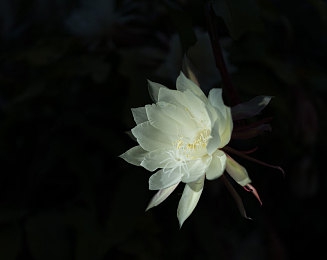 波多野结衣东京热／“东京星光璀璨：波多野结衣魅力绽放，娱乐跨界先锋引关注”-2