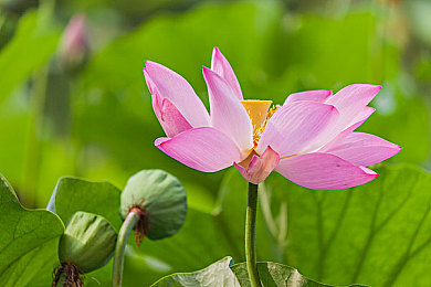 樱桃视频网站在线／探险神秘花园，畅游游戏世界-1