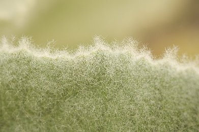 主人我错了能不能关掉设备｜智能守护：家庭隐私守护者-3