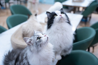 朝鲜女人性猛交／揭秘朝鲜女性：传统与现代交织下的生活魅力-3