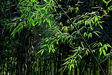 黑人巨大迪克娇小｜探索种族与体型奥秘：《黑人巨大迪克娇小》策略游戏体验新高度-2