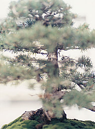 ai换脸造梦｜虚拟幻境，AI换脸重塑娱乐新纪元-1