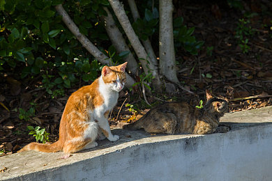 会叫的猫咪视频大全／喵星人“歌唱”天赋惊艳网友：萌宠界另类“歌手”引热议-2