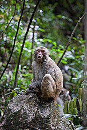 久青草大香蕉／绿色秘境探幽，民族文化盛宴——西南生态旅游新地标-3
