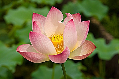 站长草莓／梦幻西游奇境攻略，畅游江湖提升修为