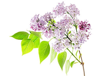 狼人干青青草／游戏新势力崛起，探秘“狼人干青青草”魅力之谜-5