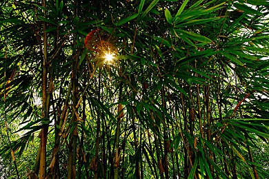 香蕉成熟的季节／探寻神秘香蕉园，奇幻冒险等你来挑战-3