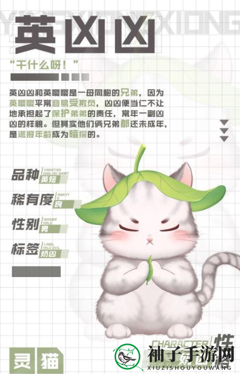 《灵猫传》揭秘：奶凶英凶凶，守护兄弟成长记