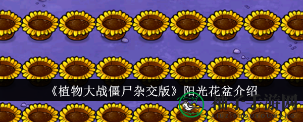 《植物大战僵尸杂交版》阳光花盆介绍