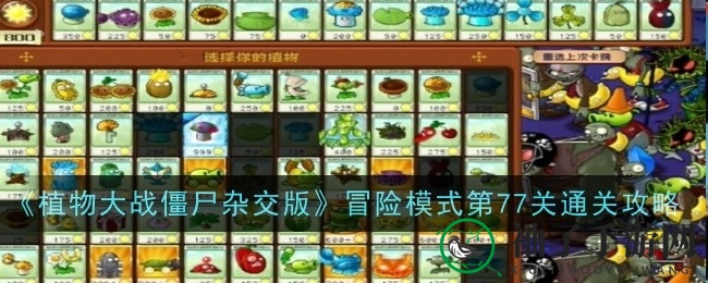 《植物大战僵尸杂交版》第七十七关：植物布局秘籍，轻松通关攻略大揭秘